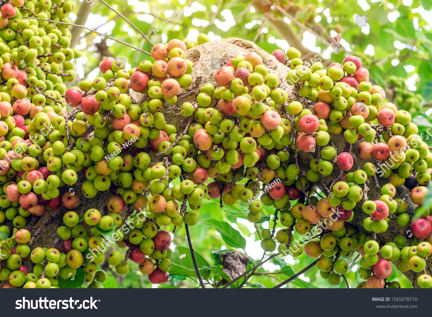 Common fig (Ficus carica) green and red fruits on ficus subpisocarpa tree in outdoor. Fruit on ficus subpisocarpa also known as fig is one of main foods of wild animals. #1565078710