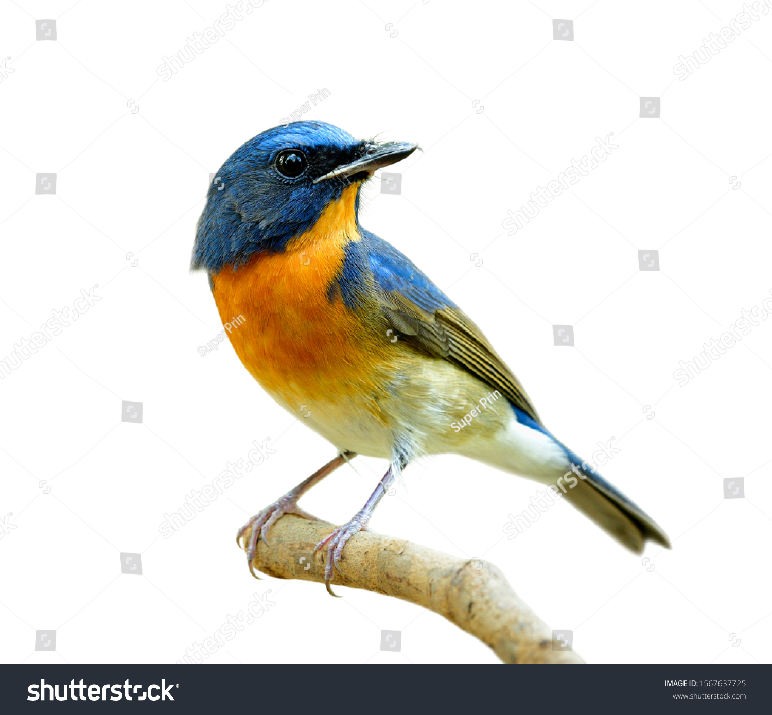 fascinated blue and orange bird perching on thin wood isolated on white background, Chinese blue flycatcher (Cyornis glaucicomans)  #1567637725