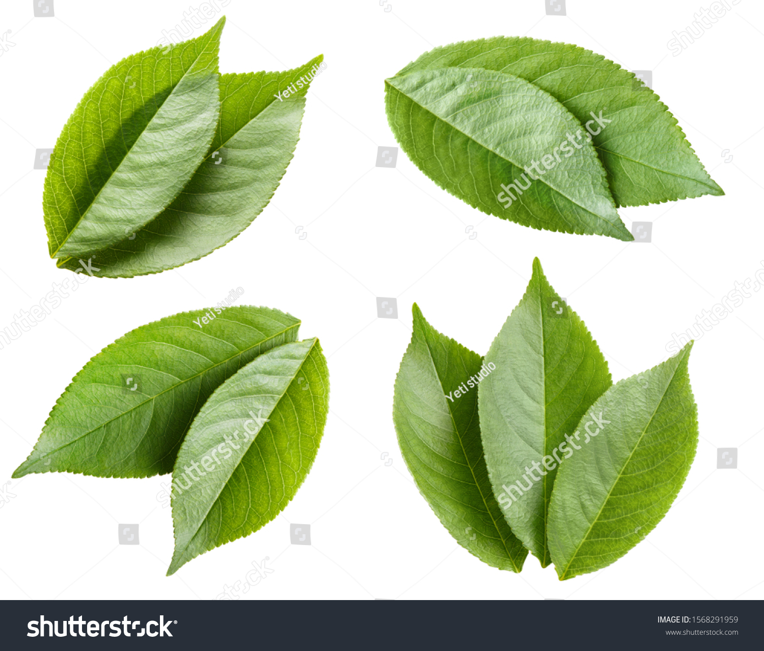 Collection of green leaves, isolated on white background #1568291959