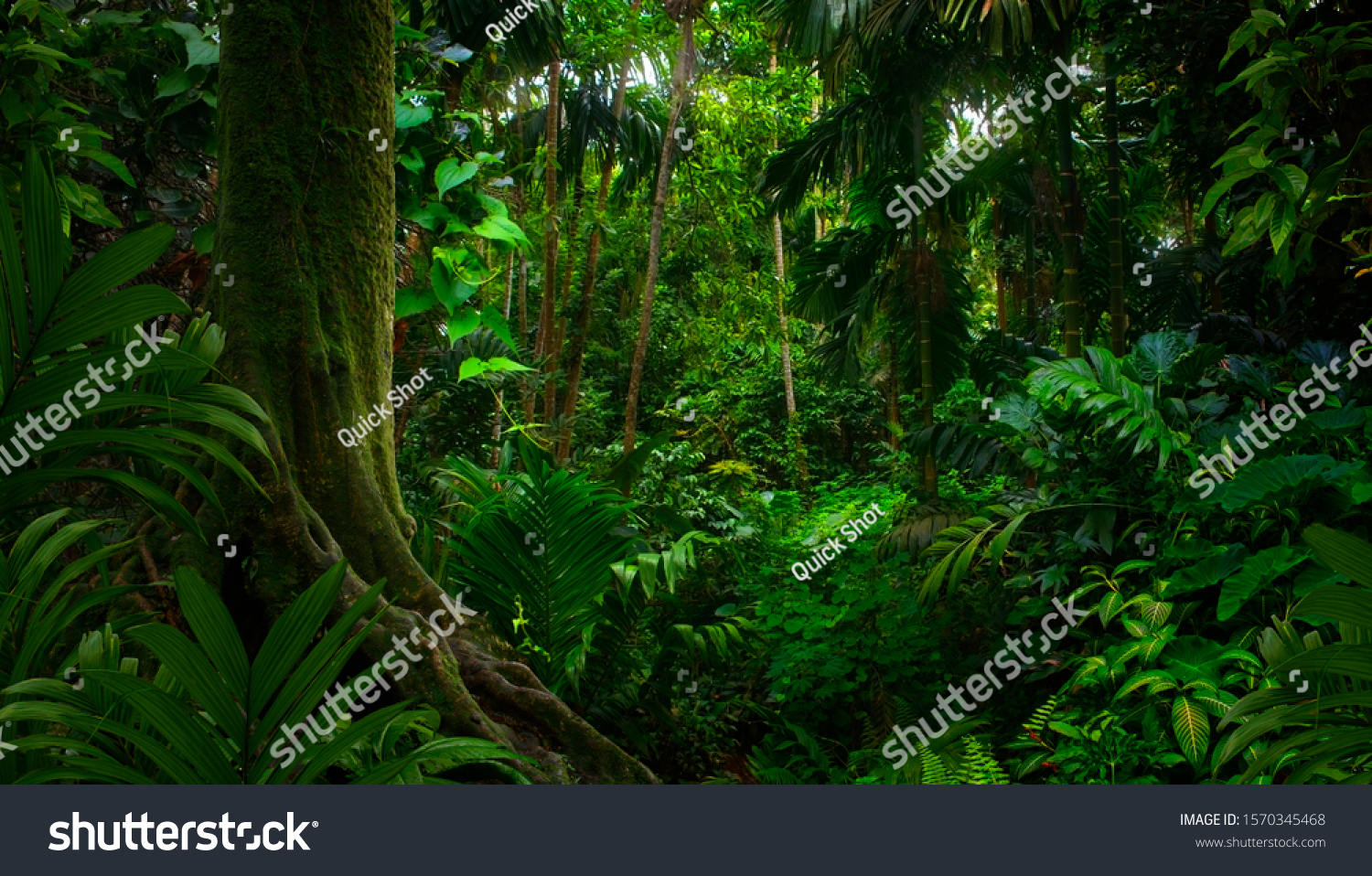 Tropical jungles of Southeast Asia in august #1570345468