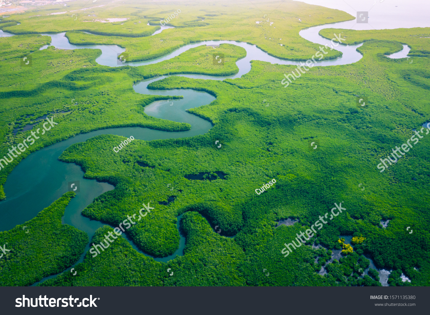Gambia Mangroves. Aerial view of mangrove forest in Gambia. Photo made by drone from above. Africa Natural Landscape. #1571135380