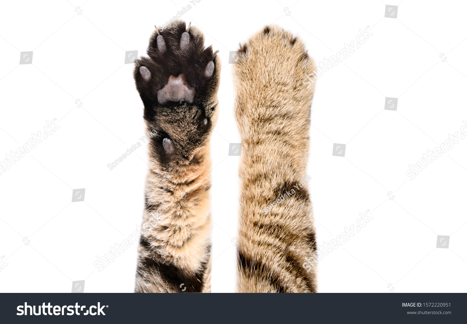 Paws of a cat Scottish Straight, isolated on white background, closeup #1572220951
