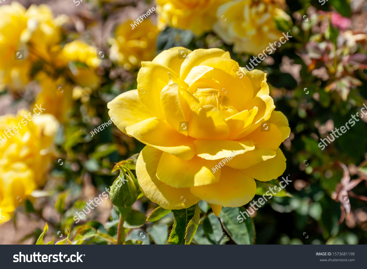 Mellow Yellow rose flower in the field. Flower bloom Color: Deep yellow. #1573681198