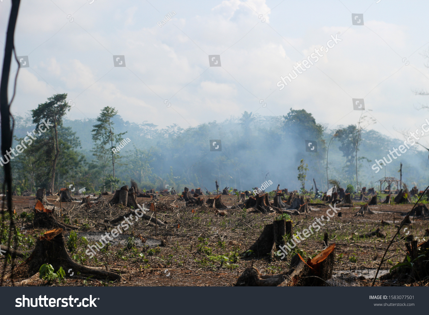 Commercial
Editorial
The extent of illegal logging in the forest so that the negative impact is higher for the surrounding environment #1583077501