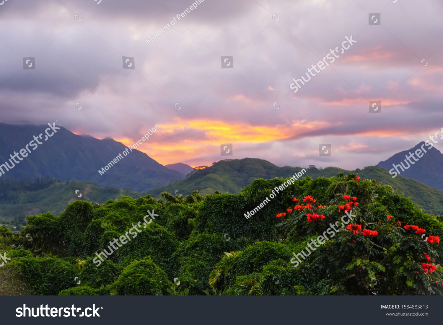 The plants, vines, and flowers of the Hawaiian rainforest glow in the sunset light. The Koolau mountain range makes a beautiful background. #1584883813