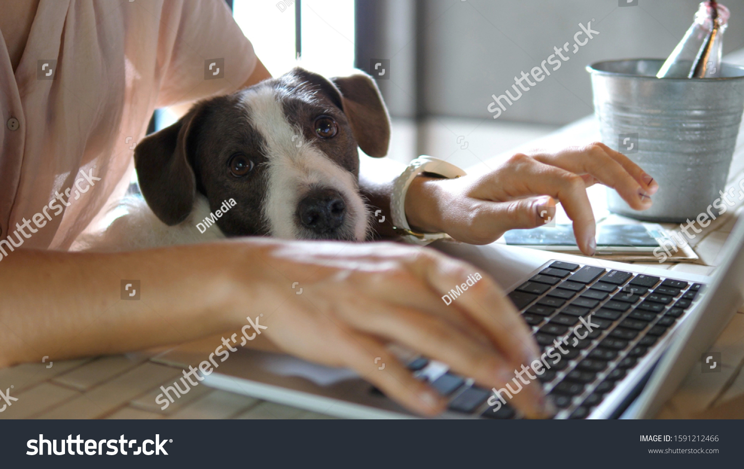 Female Hands Working On Laptop With Cute Dog #1591212466