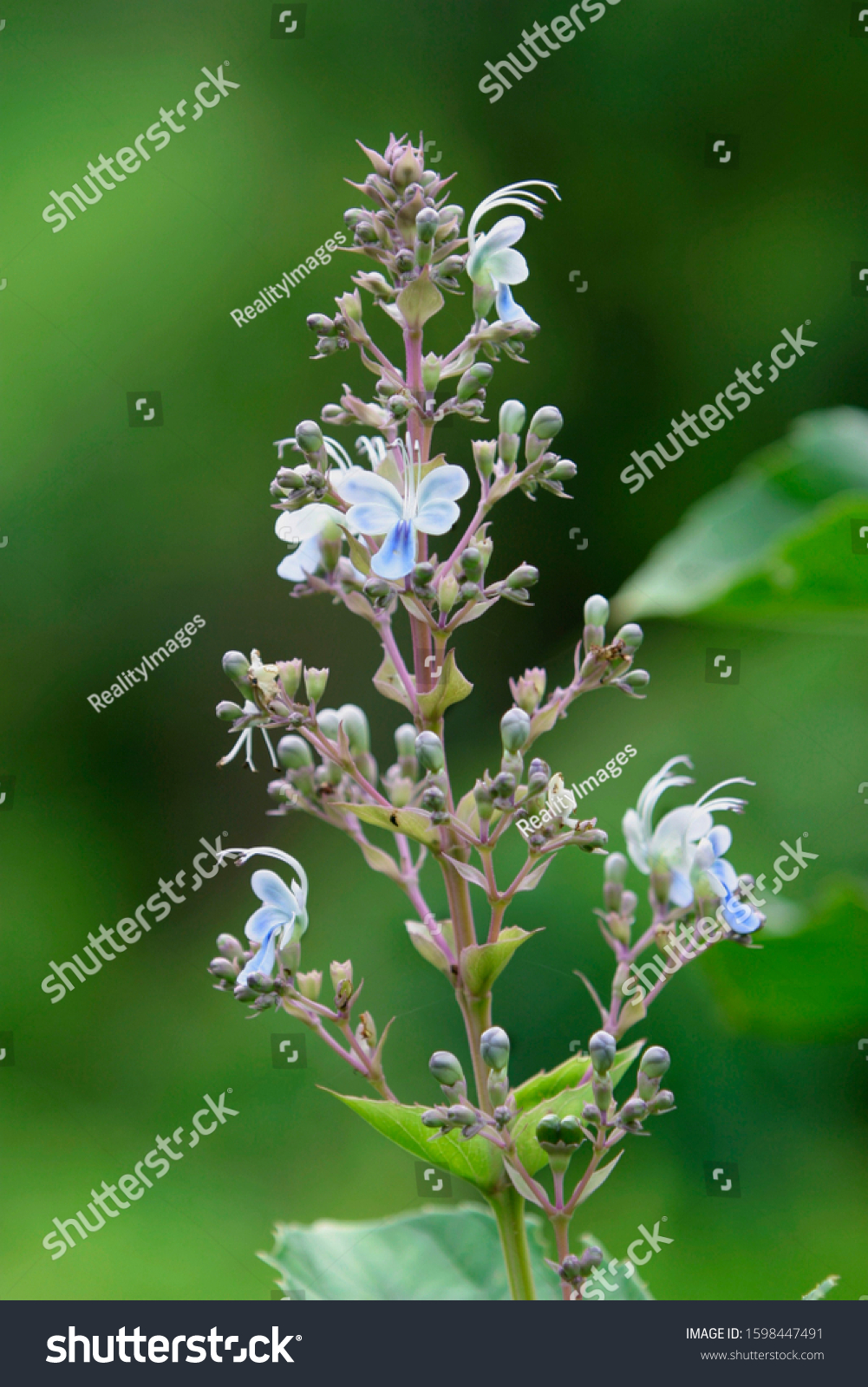 Clerodendrum serratum - Wild flowers found during monsoon in Western Ghats of India #1598447491