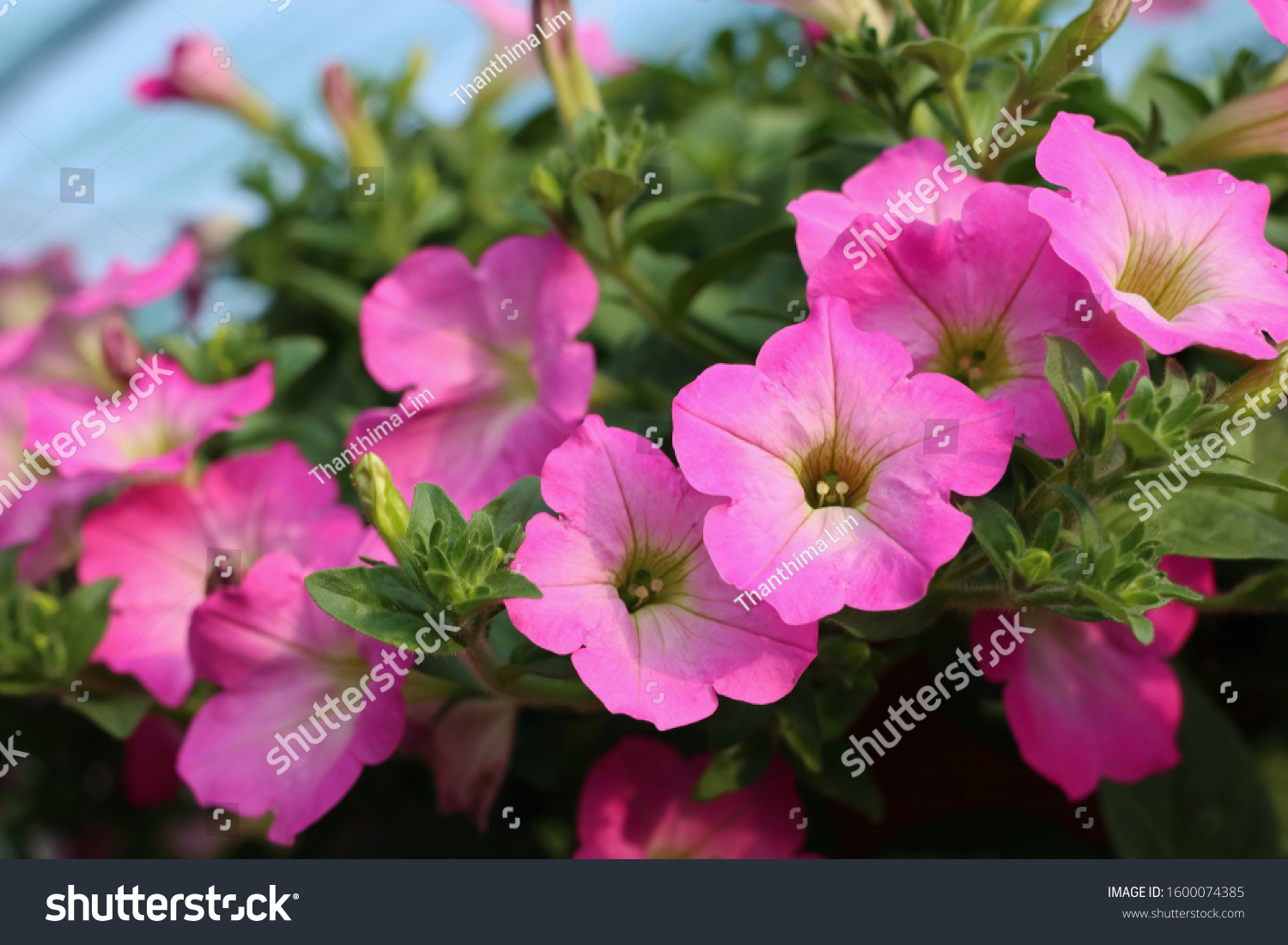 petunia flowers for sale in market #1600074385