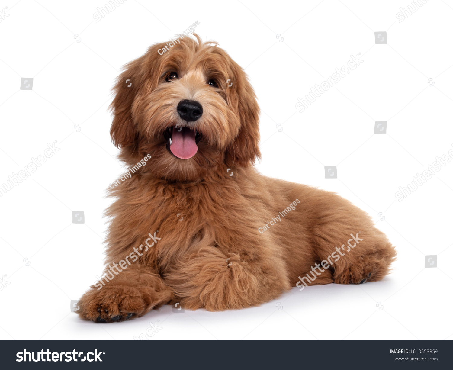 Adorable red / abricot Labradoodle dog puppy, laying down side ways, looking towards camera with shiny dark eyes. Isolated on white background. Mouth open showing pink tongue. #1610553859