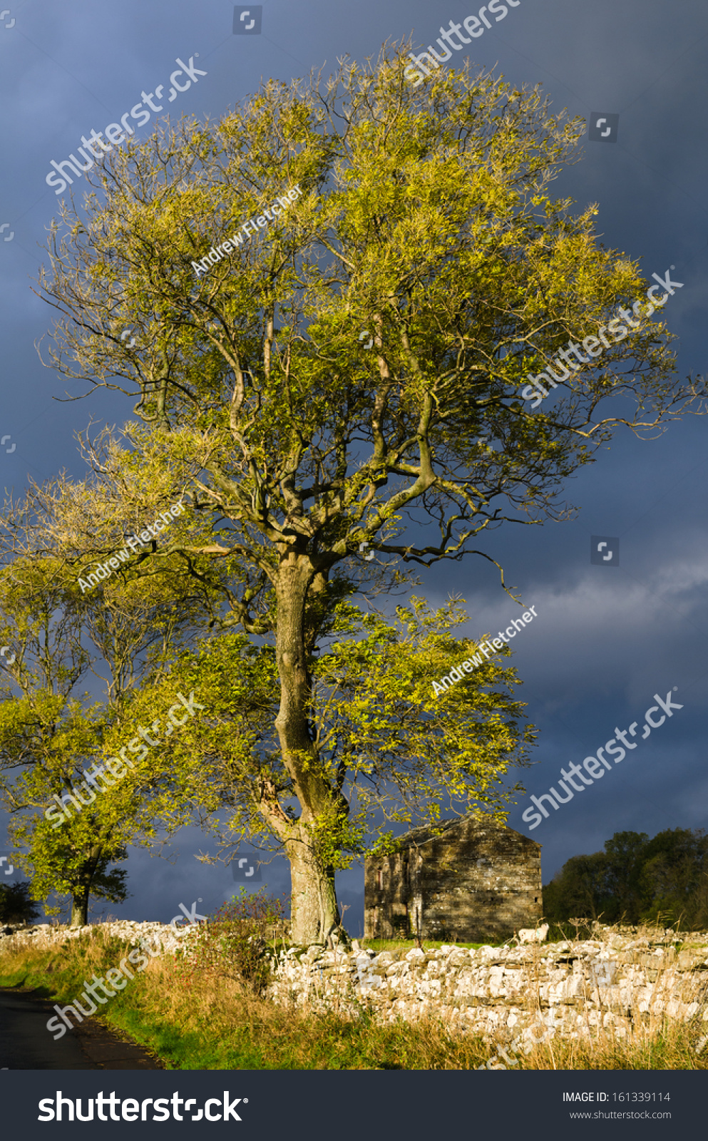 Sunlight on a dales Ash tree #161339114