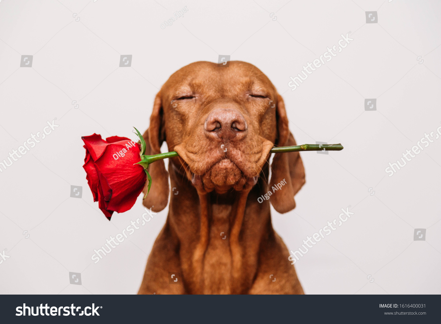  Charming red-haired vizsla dog with eyes closed holds a red rose in his mouth as a gift for Valentine's Day on a white background. #1616400031