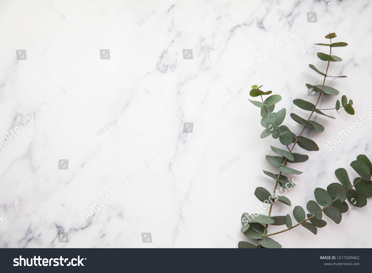 Branches of eucalyptus leaves on a marble background. Lay flat #1617049462