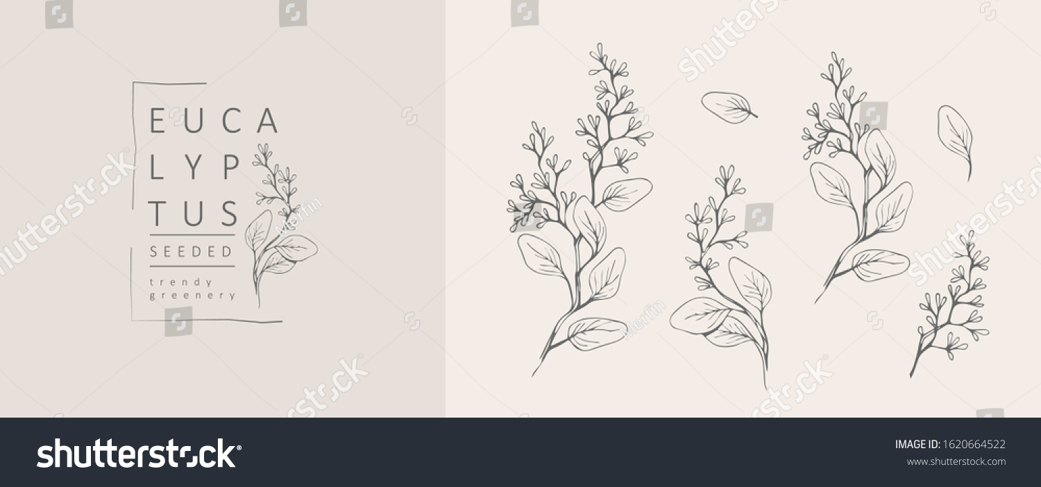 Seeded eucalyptus logo and branch. Hand drawn wedding herb, plant and monogram with elegant leaves for invitation save the date card design. Botanical rustic trendy greenery vector illustration #1620664522