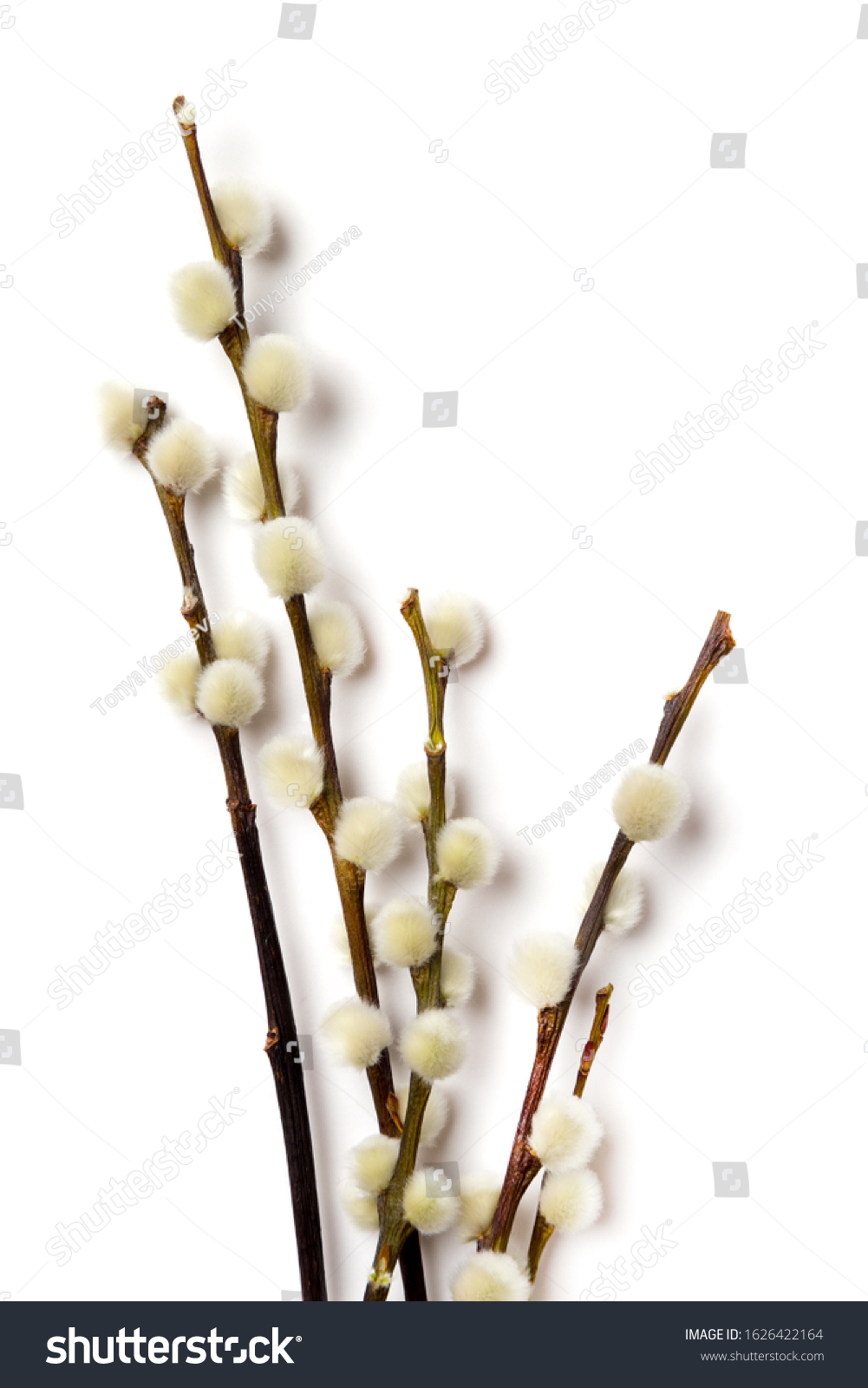 Easter branch of willow isolated on white. Vertical, top view, flat lay, for text #1626422164