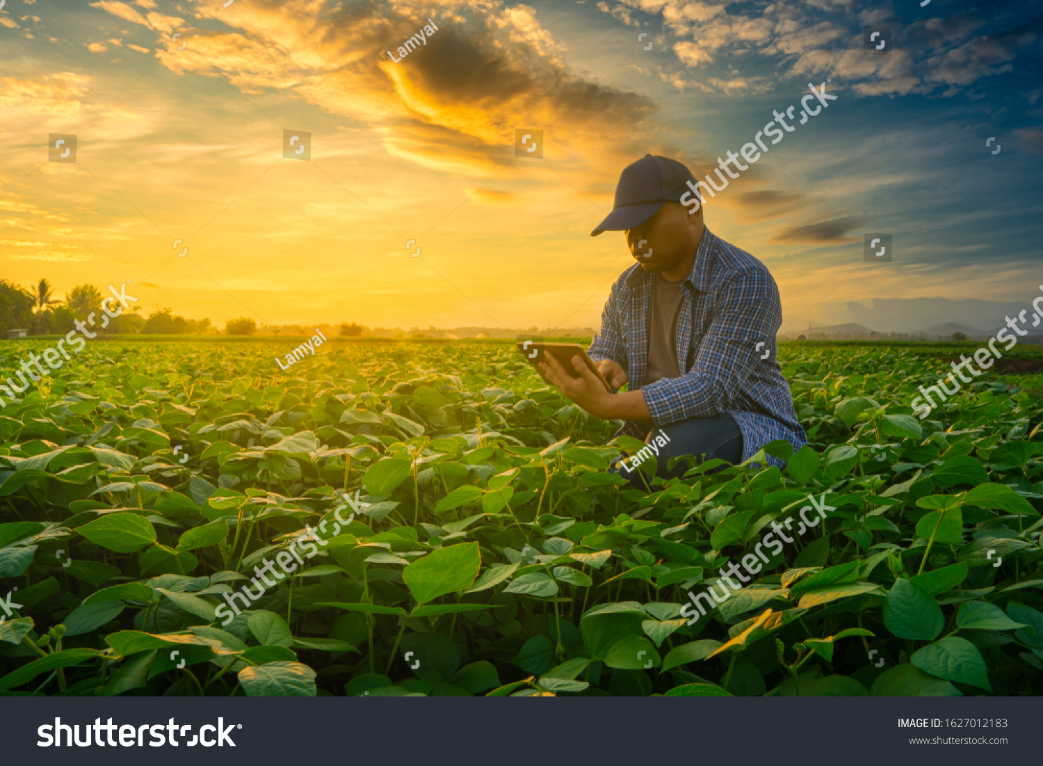 smart farmer concept using smartphone in mung bean garden with light shines sunset, modern technology application in agricultural growing activity #1627012183