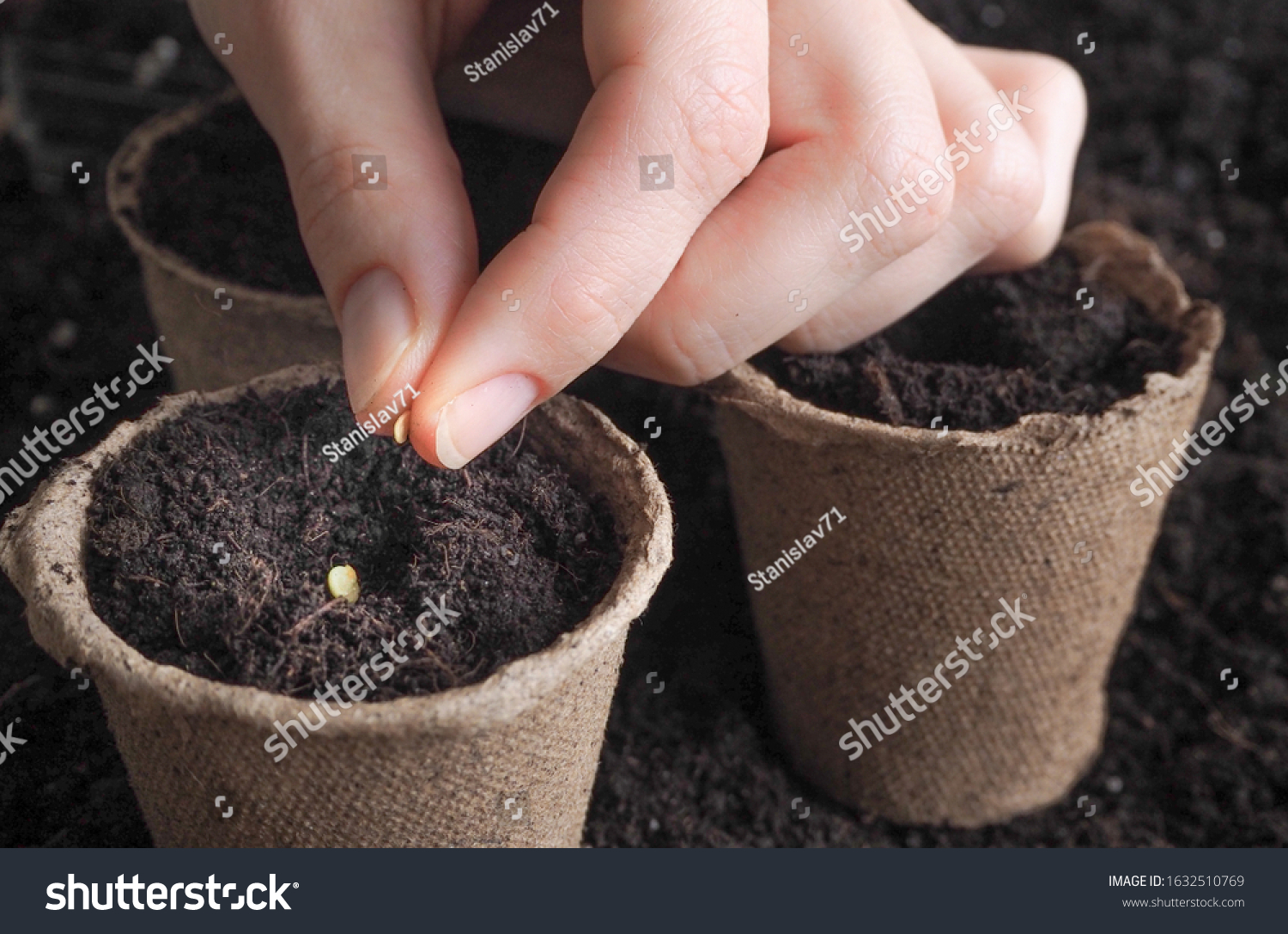 Planting seeds in the spring.The seeds in my hand against the soil.  #1632510769