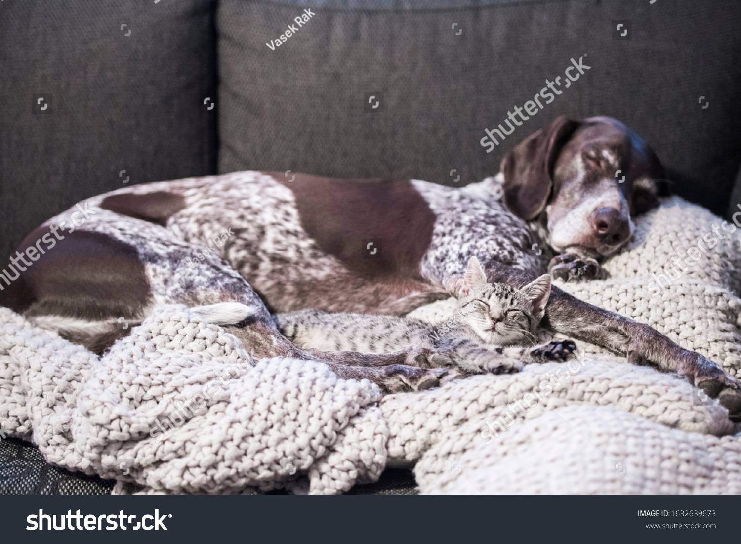 Dog and small kitten sleeping together as friends on a sofa #1632639673