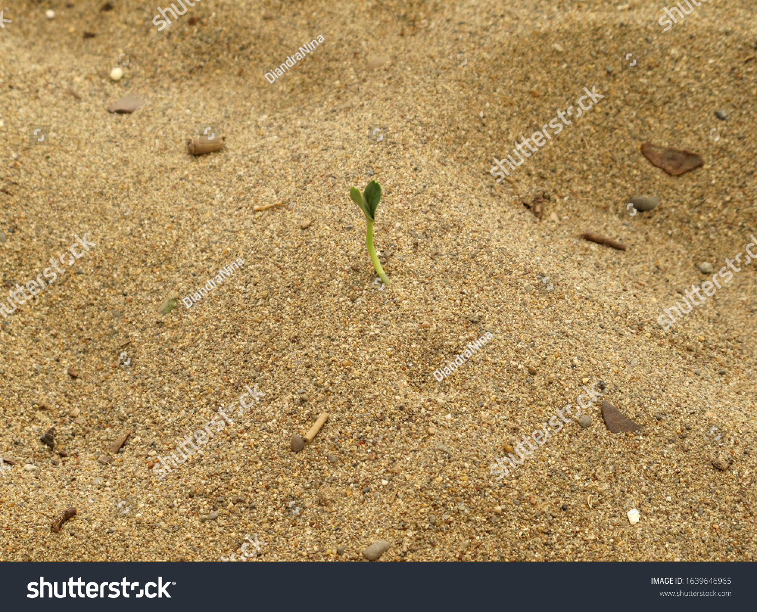 Small green sprout growing in the sand under the hot sun. Courage, fortitude and vitality #1639646965