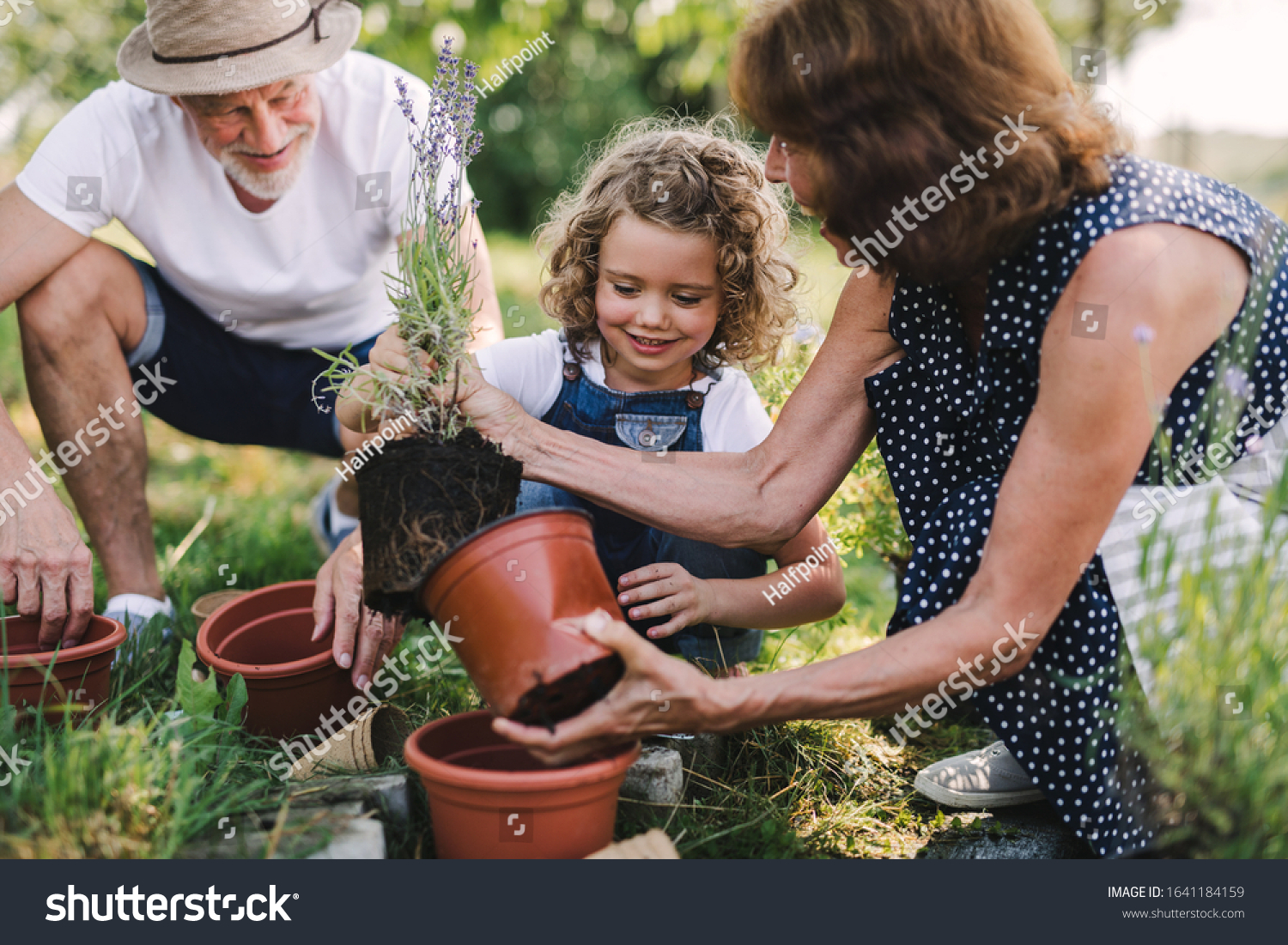 Senior grandparents and granddaughter gardening in the backyard garden. #1641184159