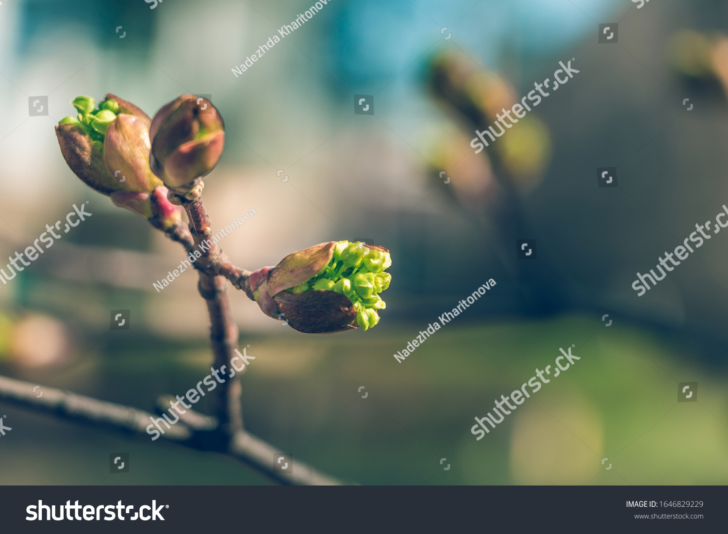 Tree buds in spring. Young large buds on branches against blurred background under the bright sun. Beautiful Fresh spring Natural background. Sunny day. View close up. Few buds for spring theme. #1646829229
