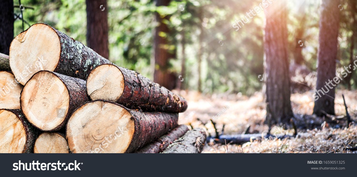Log trunks pile, the logging timber forest wood industry. Wide banner or panorama heavy wood trunks.  #1659051325