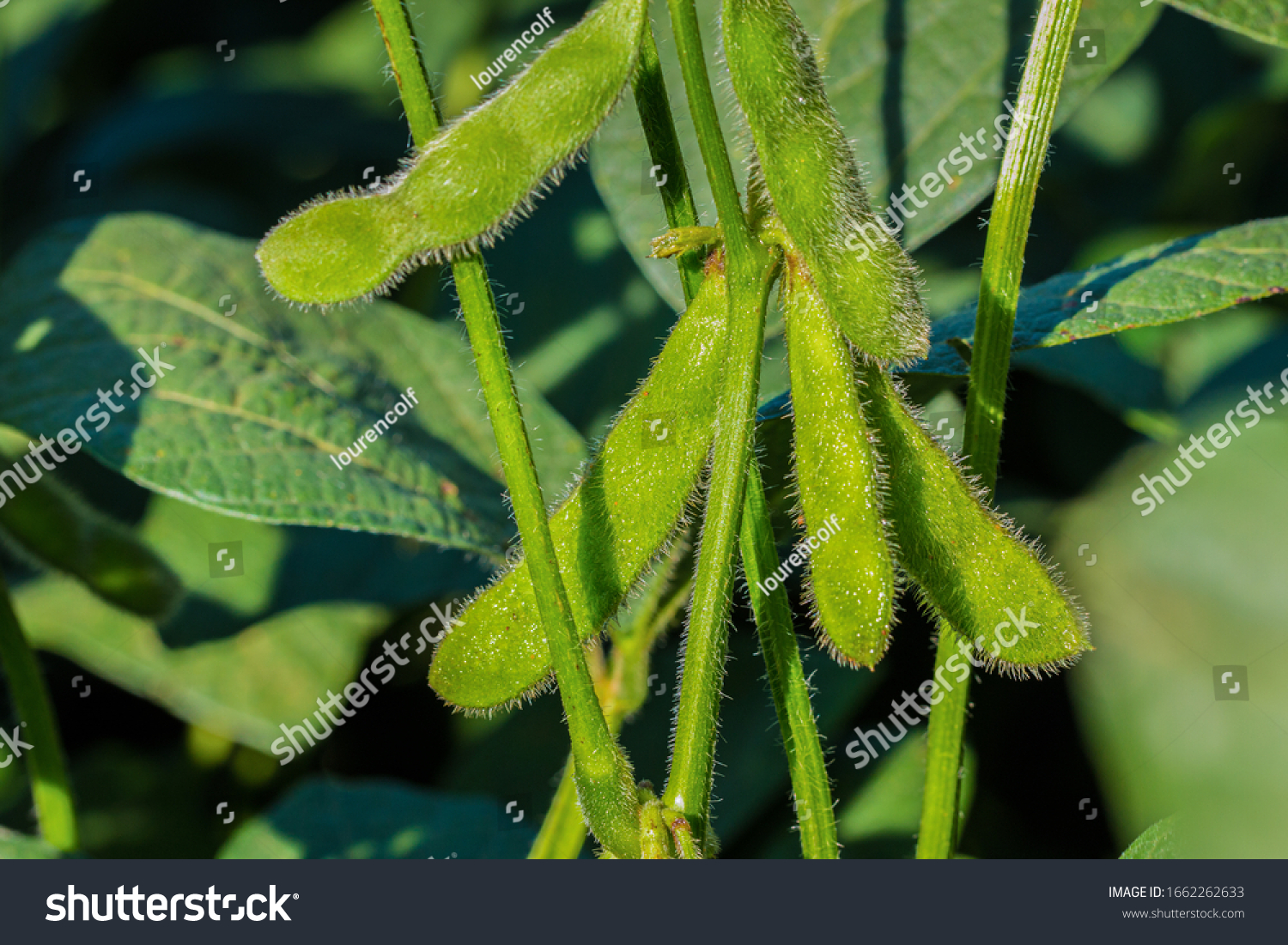 Agriculture - Detail of macro young soybeans, cultivated soybean field. Green soybean plantation background, Beautiful image of soybean in bloom, high productivity - Agribusiness #1662262633