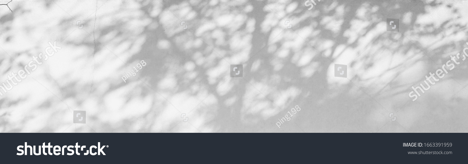 Abstract Shadows, blurred background of gray leaves and natural trees that reflect concrete walls, fallen branches on white wall surfaces for blurred backgrounds and black and white wallpapers. #1663391959