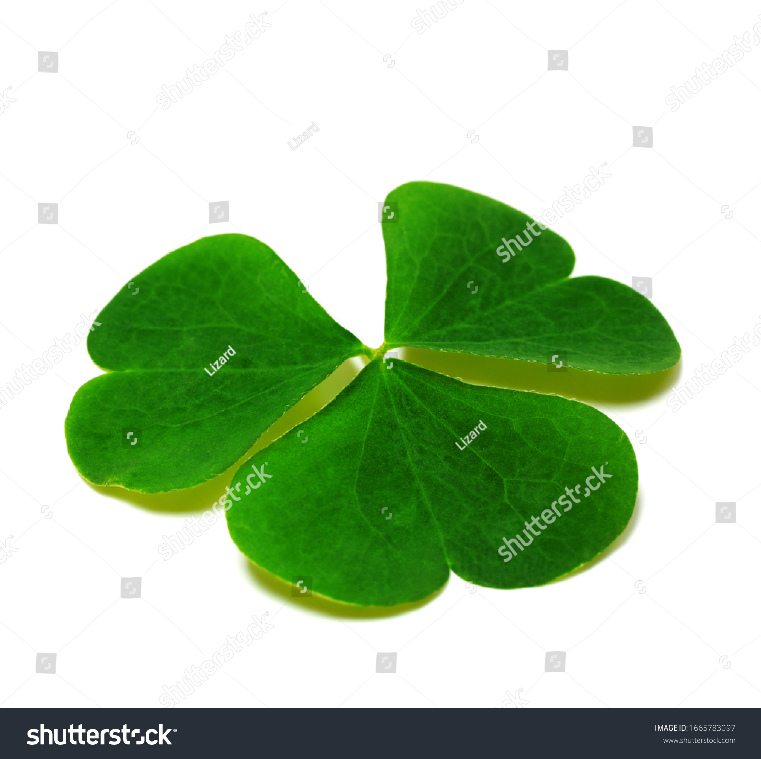 Spring clover leaf isolated on white background with shadow. Green three-leaved shamrock - symbol of Saint Patricks Day. Close-up view. #1665783097