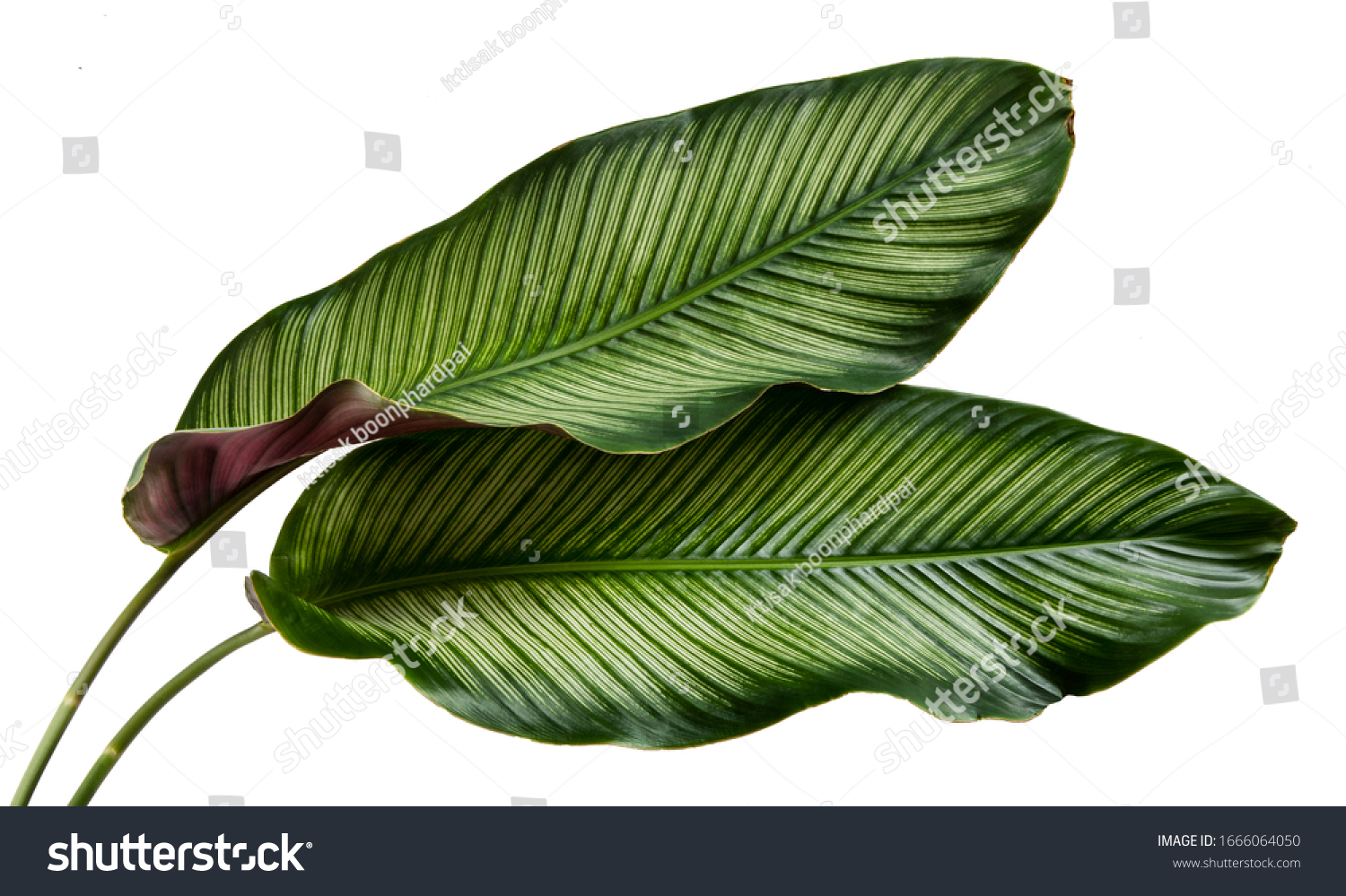 Calathea ornata leaves(Pin-stripe Calathea),Tropical foliage isolated on white background. #1666064050