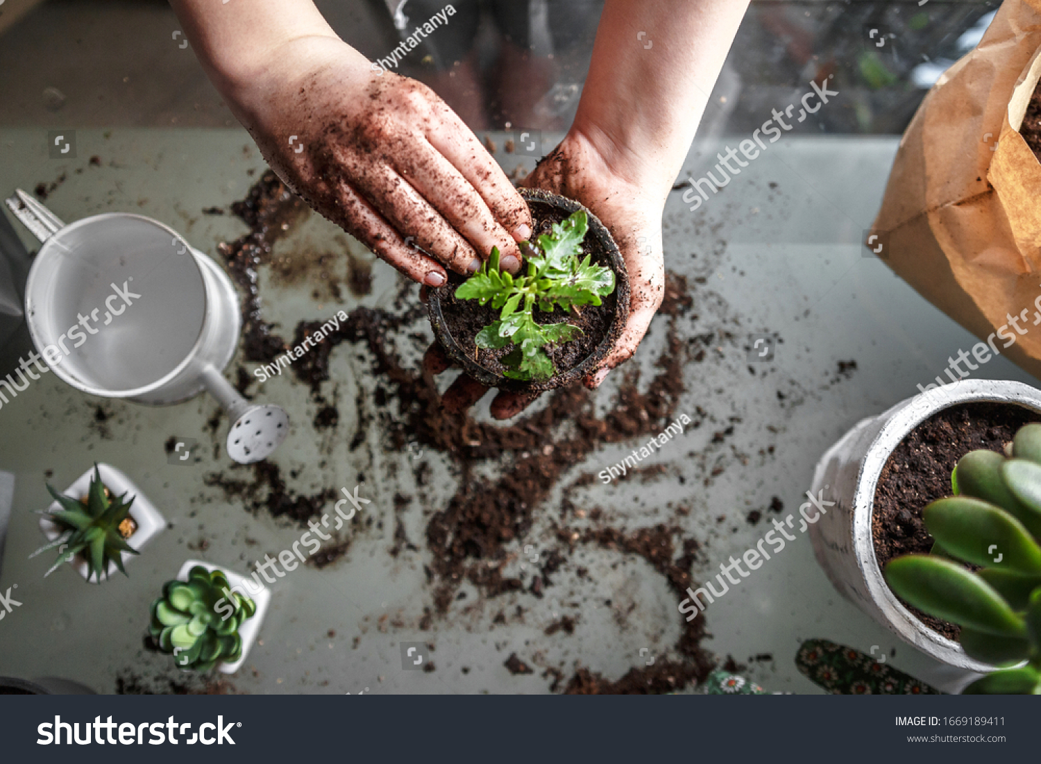 gardening home. Girl replanting green pasture in home garden.indoor garden,room with plants banner Potted green plants at home, home jungle,Garden room gardening, Plant room, Floral decor. #1669189411