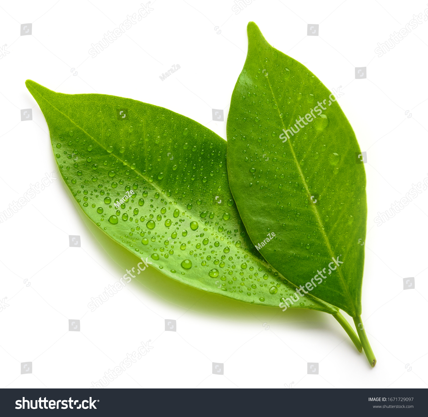 wet green leaves isolated on white background, top view #1671729097