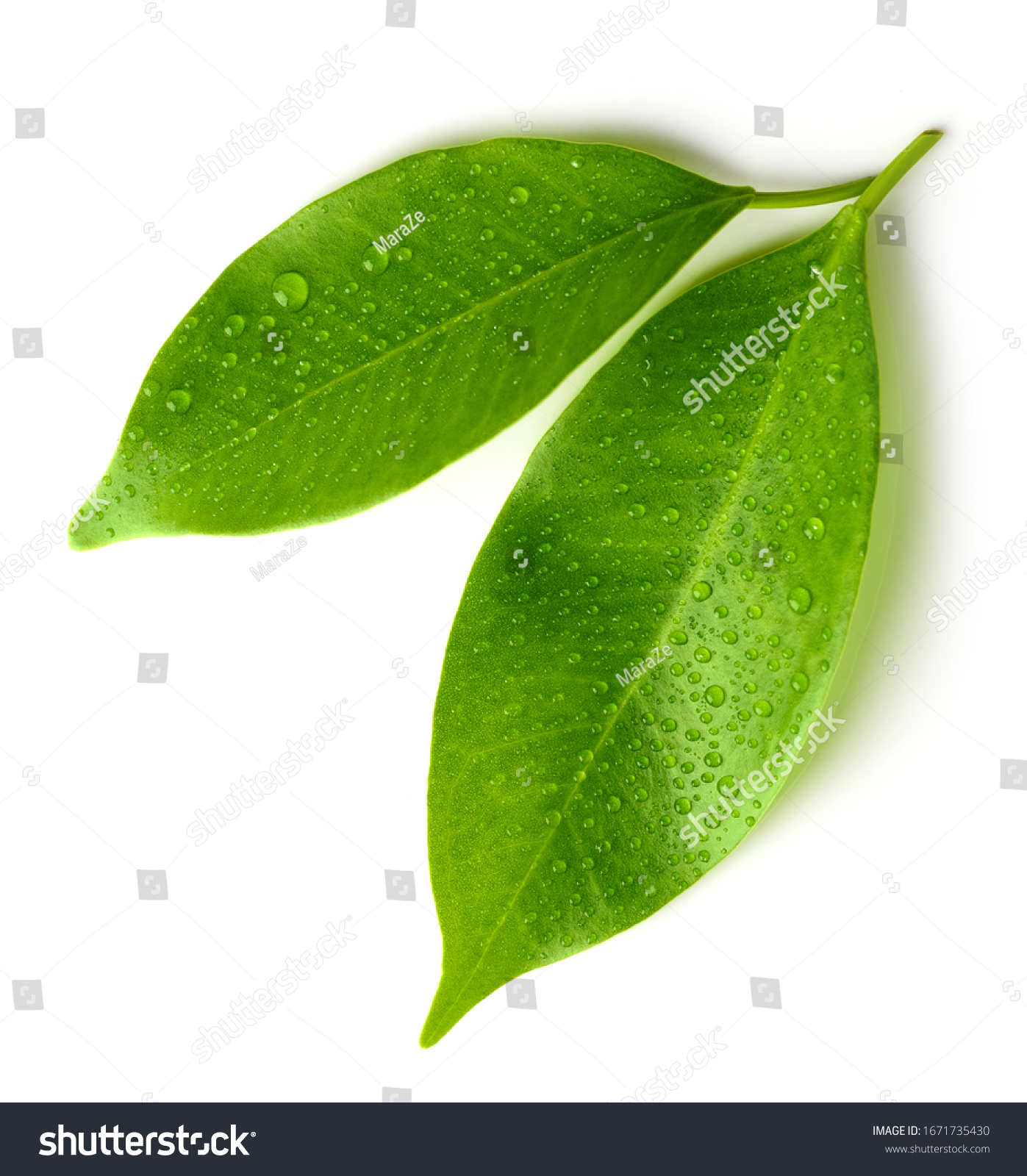 wet green leaves isolated on white background, top view #1671735430