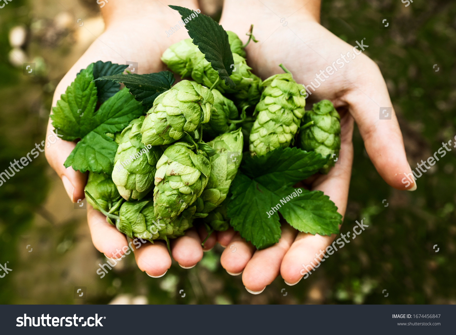 Hands of a girl holding a handful of hop cones. Leon, Spain #1674456847
