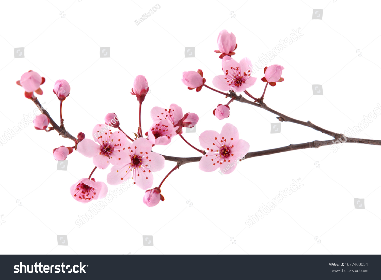 Pink spring cherry blossom. Cherry tree branch with spring pink flowers isolated on white #1677400054