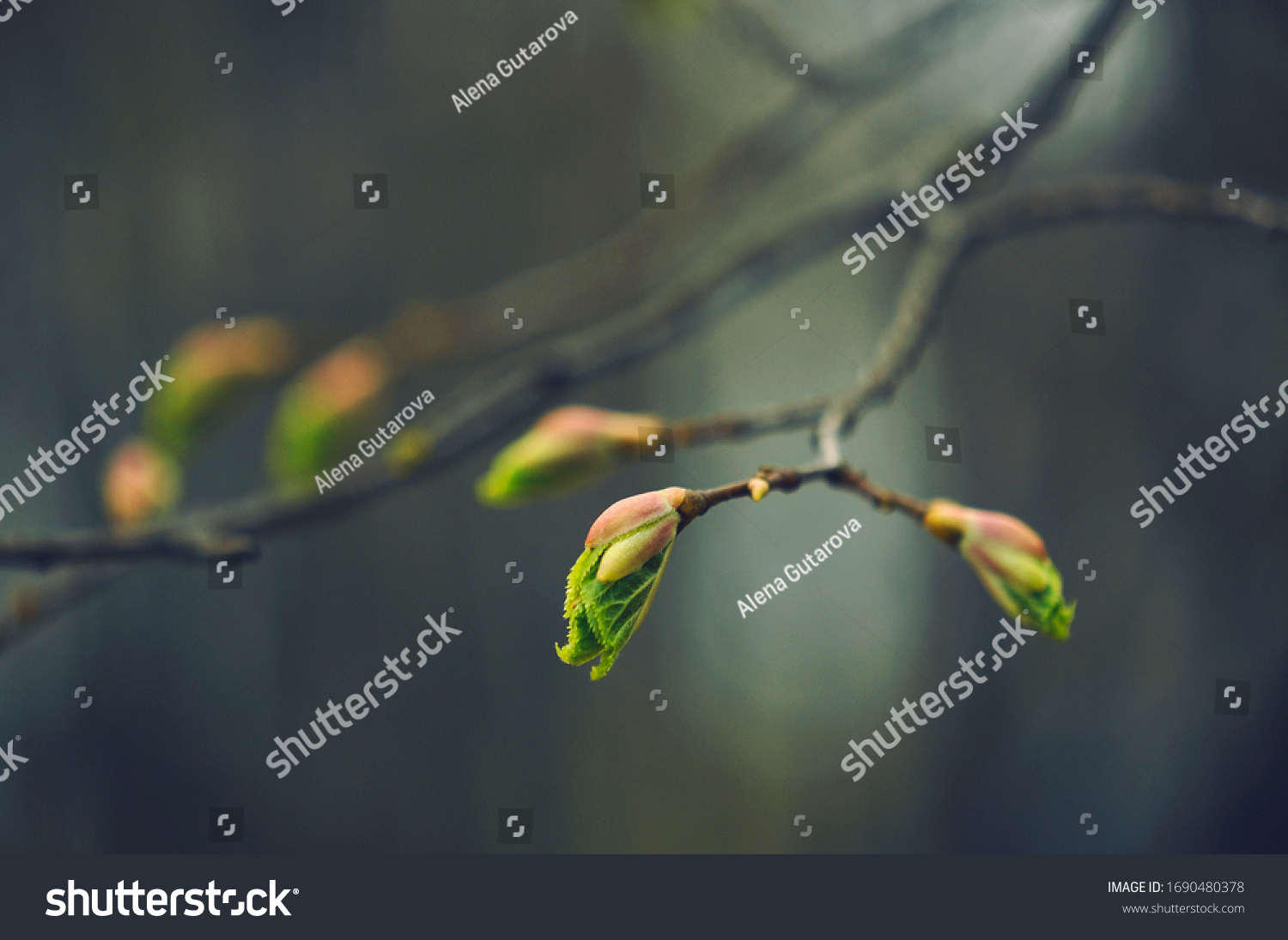 
Buds on the trees. Spring awakening. Macro nature. #1690480378