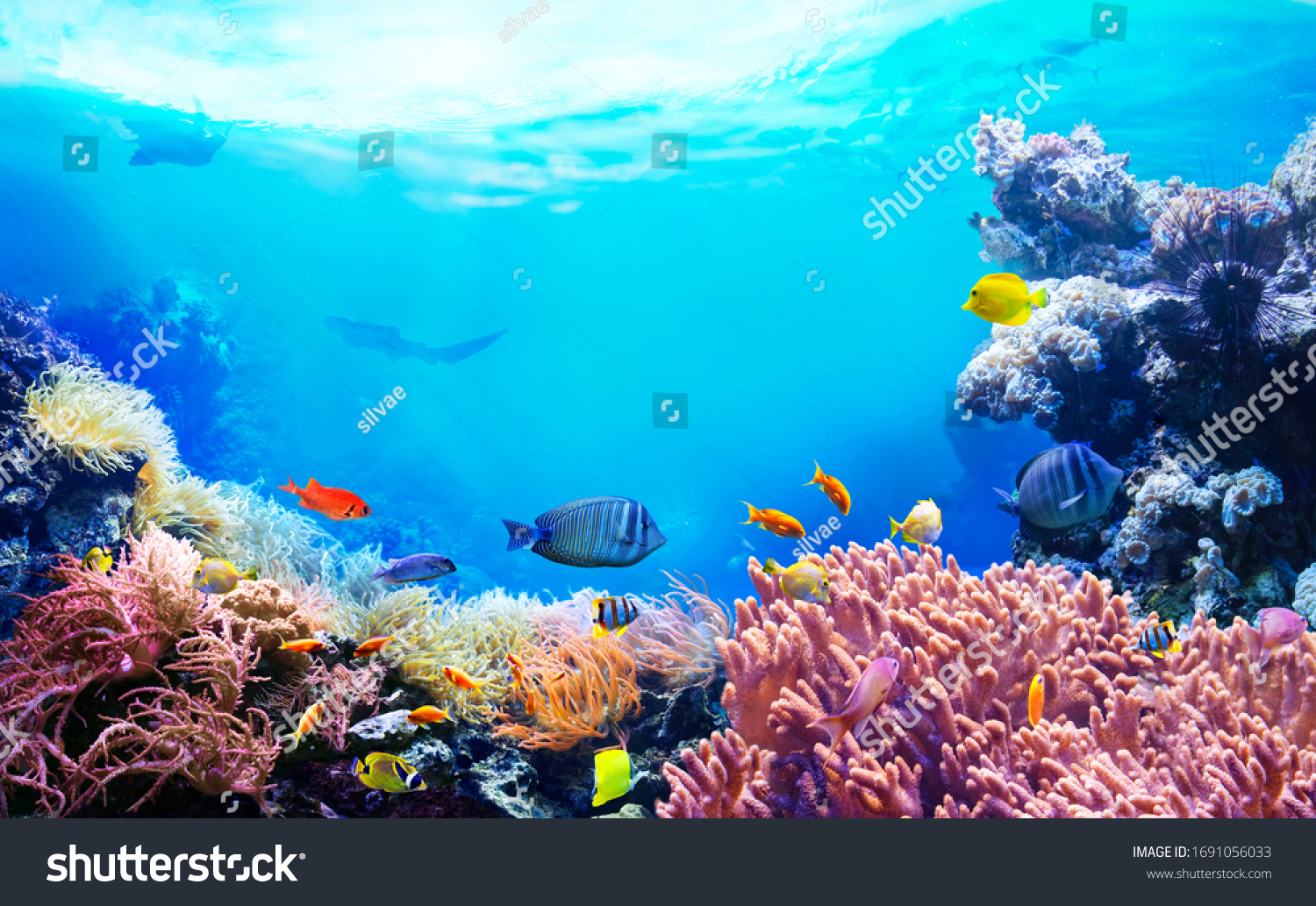 Animals of the underwater sea world. Ecosystem. Colorful tropical fish. Life in the coral reef.  #1691056033