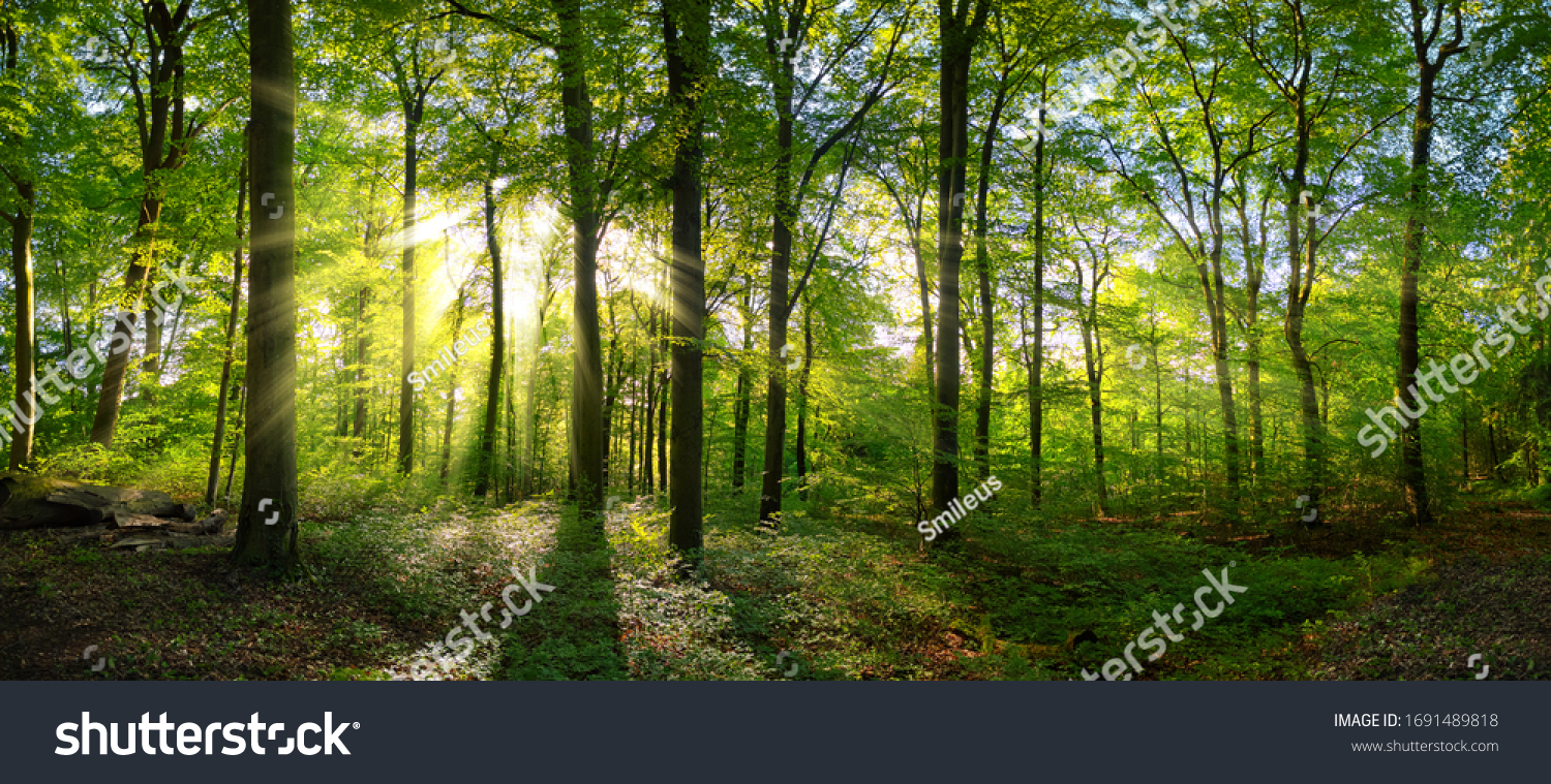 Panorama of a green forest of deciduous trees with the sun casting its rays of light through the foliage #1691489818