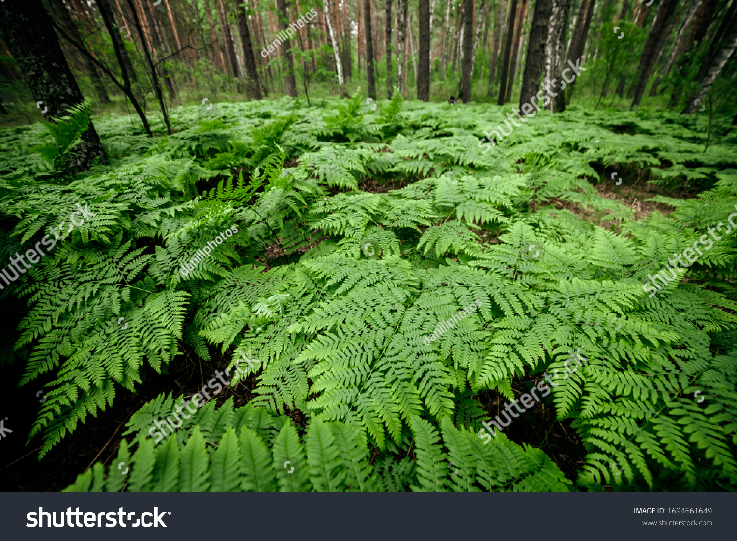 Dense fern thickets close-up. Beautiful nature background with many ferns in scenic forest. Rich greenery among trees. Chaotic wild ferns in forest thicket. Vivid green texture of lush fern leaves. #1694661649