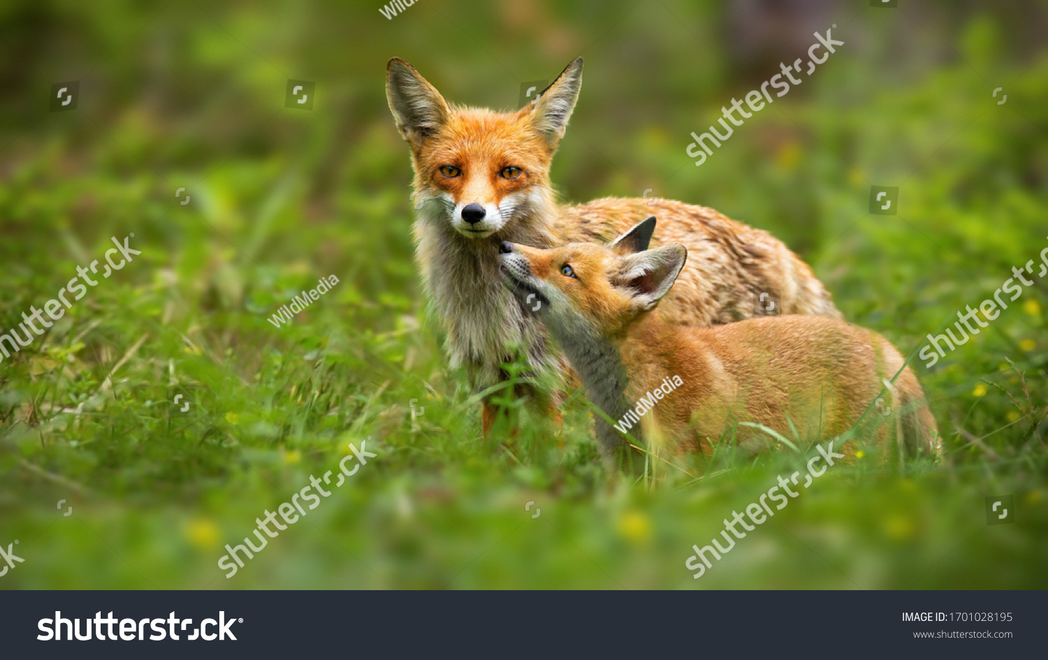 Family of red fox, vulpes vulpes, mother and young cub touching with noses in green summer nature. Close interaction between female adult mammal and her offspring. Animal wildlife. #1701028195
