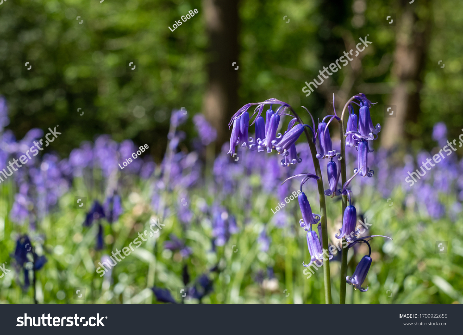 Close up of wild bluebells in abundance in spring, photographed at Old Park Wood nature reserve, Harefield, Hillingdon UK. The woods is an ancient woodland and is a site of Special Scientific Interest #1709922655