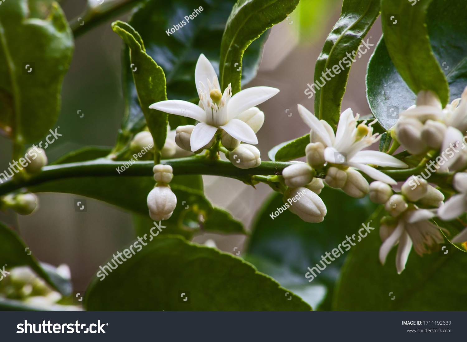 Flowers of the Olive tree (Olea europea) promises a good harvest. #1711192639