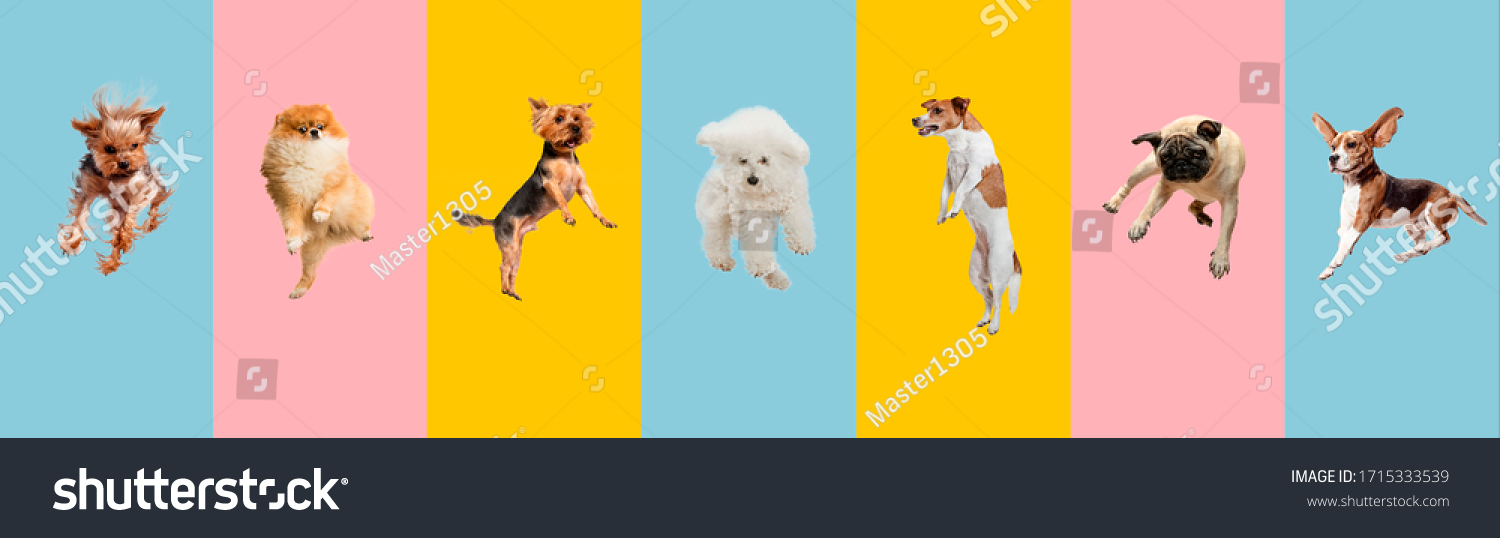 Young dogs jumping, playing, flying. Cute doggies or pets are looking happy isolated on colorful or gradient background. Studio. Creative collage of different breeds of dogs. Flyer for your ad. #1715333539