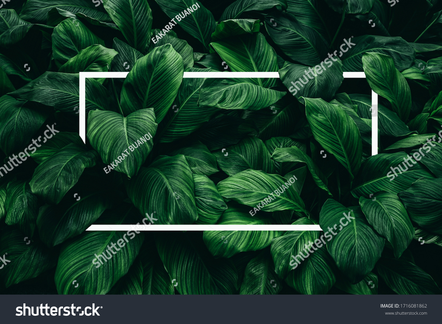 Spathiphyllum cannifolium concept, green abstract texture with white frame, natural background, tropical leaves in Asia and Thailand. #1716081862