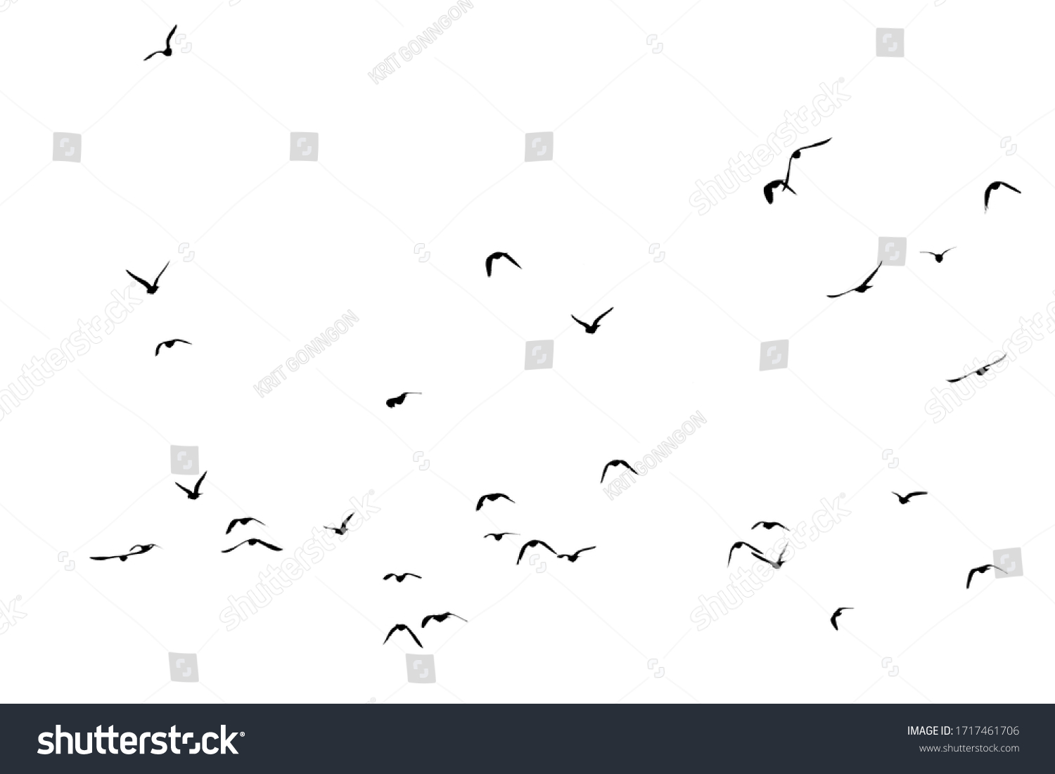 White flock of birds flying #1717461706
