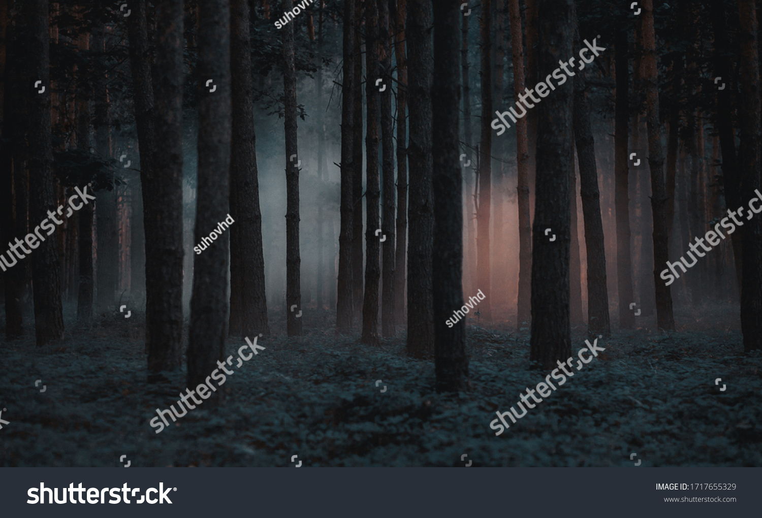Dark foggy pine scary forest #1717655329