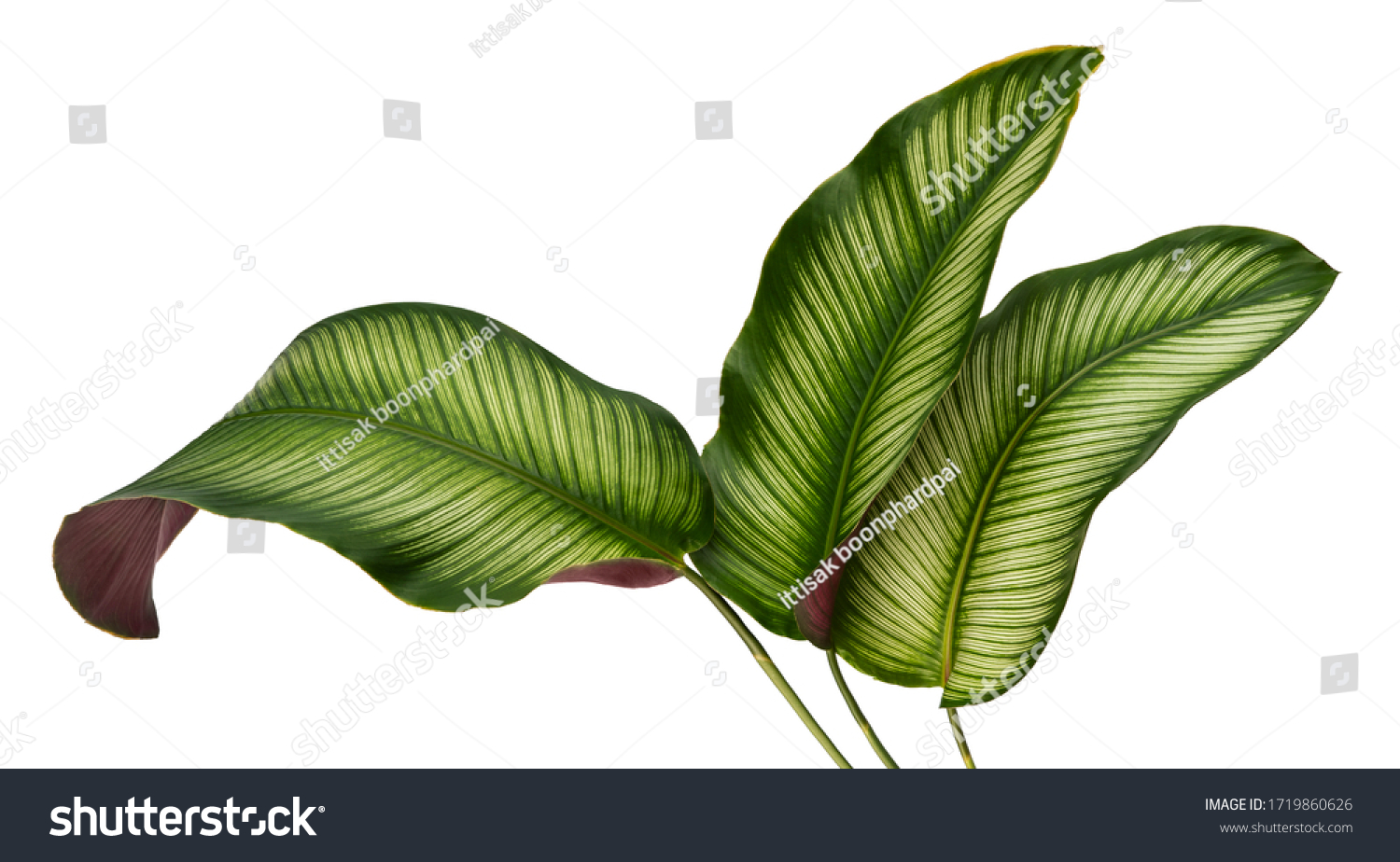 Calathea ornata leaves(Pin-stripe Calathea),Tropical foliage isolated on white background. #1719860626