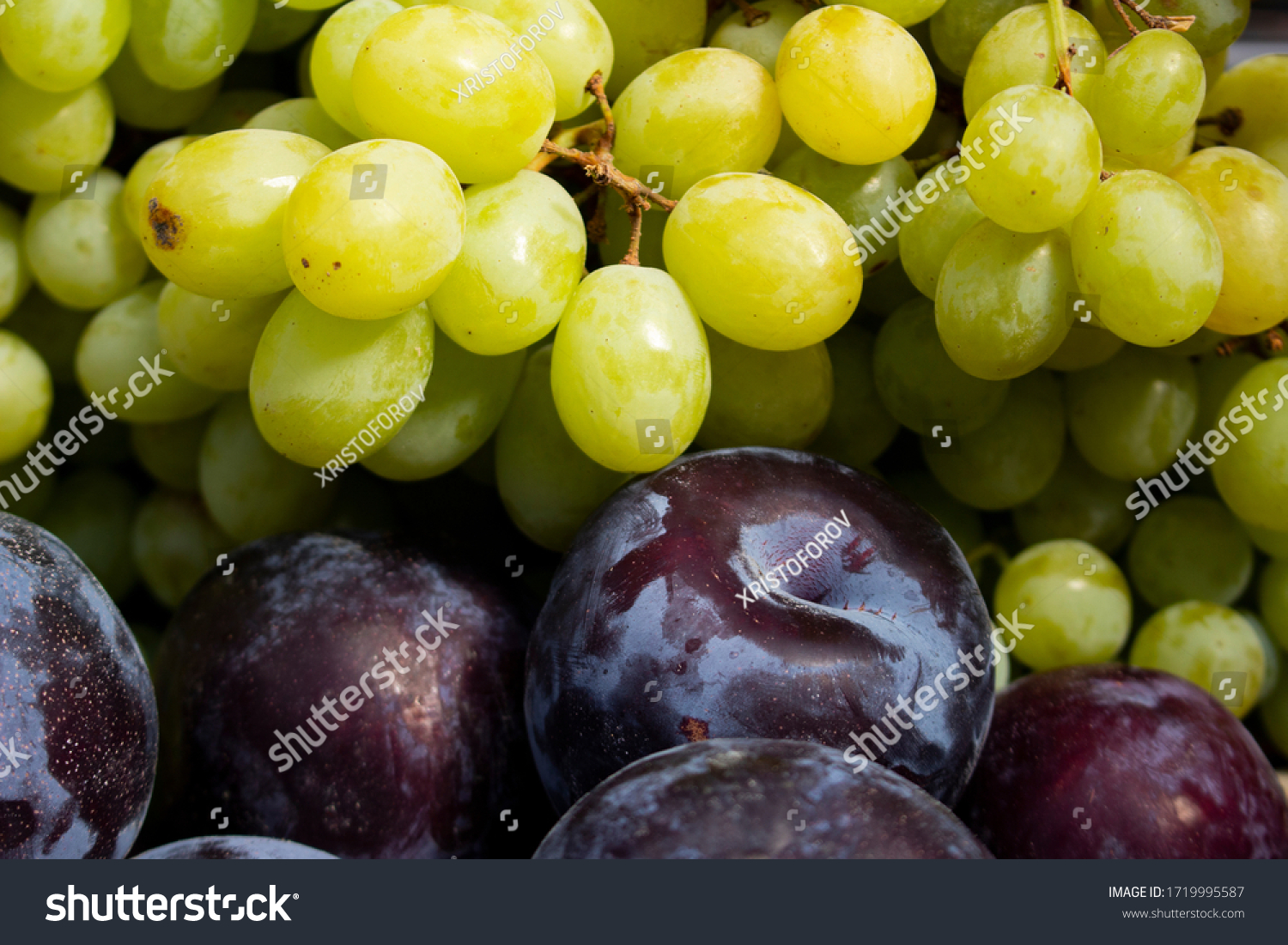 waxy fruits , colorful variety of fruits on counter of farmer's market. green grapes, plums close up selective focus. Fruit is a source of vitamins and health. concept of strengthening immunity #1719995587