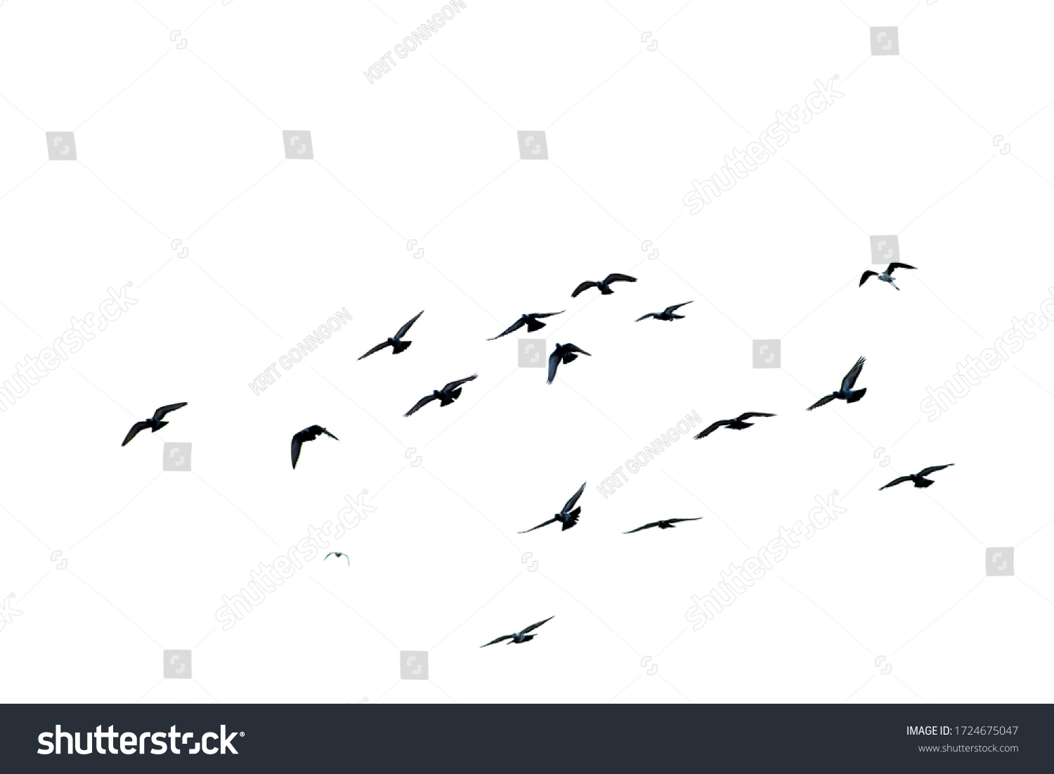 White flock of birds flying #1724675047