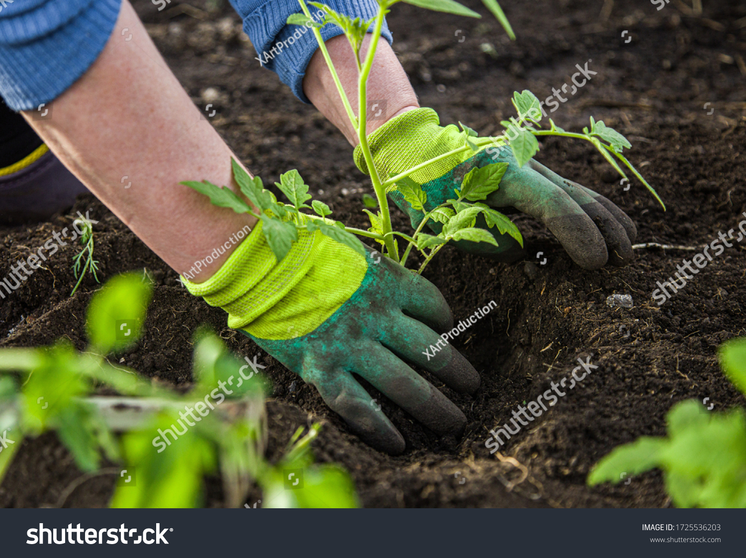woman in gloves plants a bush of tomatoes in the ground in a greenhouse. spring work with seedling in the garden #1725536203