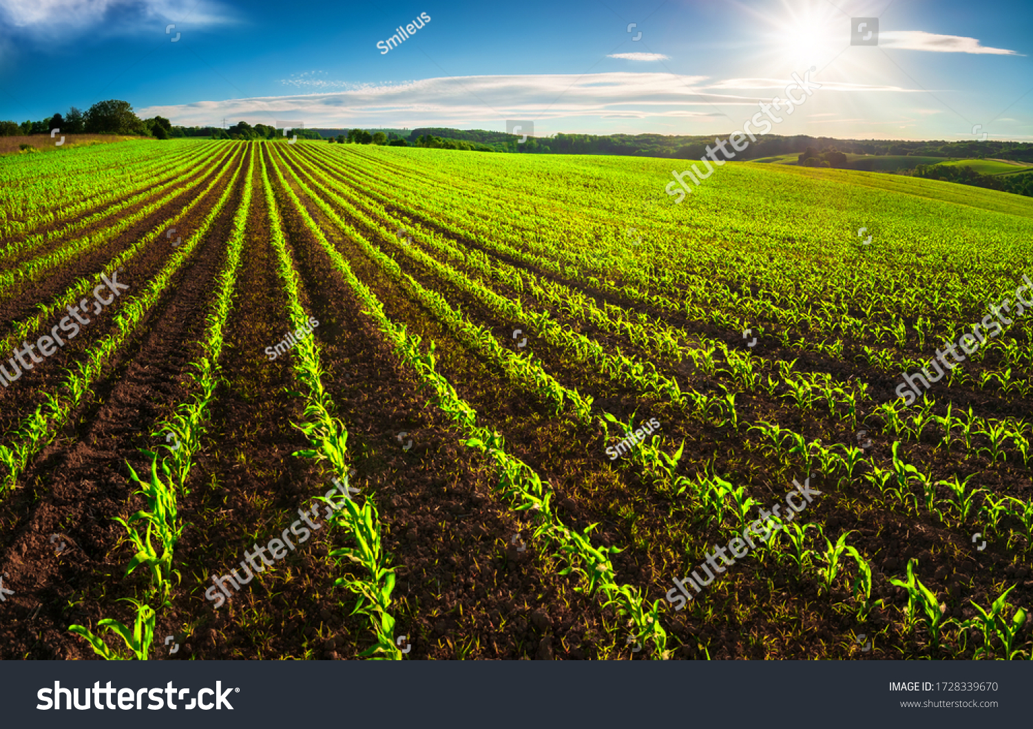 Agriculture shot: rows of young corn plants growing on a vast field with dark fertile soil leading to the horizon #1728339670